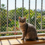 Red Malla Para Gatos Resistencia Anticaidas 8m X3m Blanco