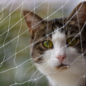 Malla De Nylon Transparente Anticaída Para Gatos 6x3 M Transparente